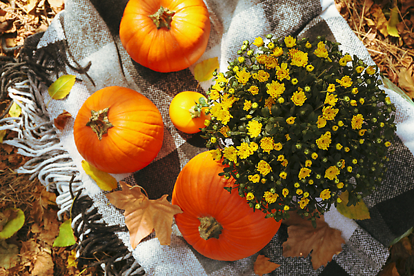 포토 JPG 해외이미지 주간 꽃 낙엽 호박 사람없음 야외 하이앵글 가을 담요 추수감사절 해외포토 자연요소 식물 계절 기독교 뷰포인트 잎 채소 파일형식