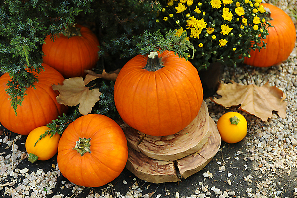 포토 JPG 해외이미지 주간 꽃 낙엽 자연 호박 사람없음 야외 가을 추수감사절 해외포토 자연요소 식물 계절 기독교 잎 채소 생태계 파일형식