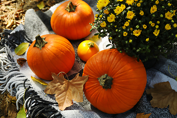 포토 JPG 해외이미지 주간 꽃 낙엽 호박 사람없음 야외 가을 담요 추수감사절 해외포토 자연요소 식물 계절 기독교 잎 채소 파일형식