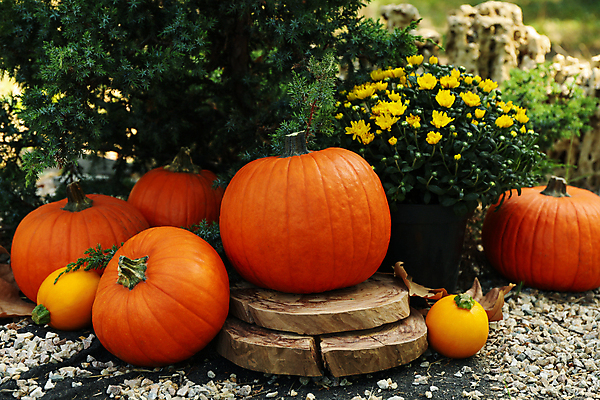 포토 JPG 해외이미지 주간 꽃 낙엽 잎 자연 호박 사람없음 야외 가을 추수감사절 해외포토 자연요소 식물 계절 기독교 채소 생태계 파일형식