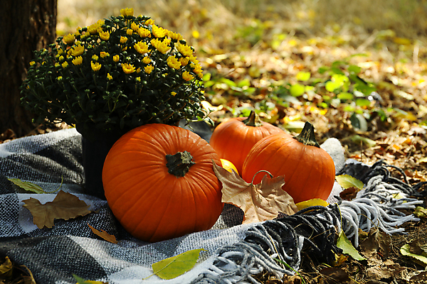 포토 JPG 해외이미지 주간 꽃 낙엽 호박 사람없음 야외 가을 담요 추수감사절 해외포토 자연요소 식물 계절 기독교 잎 채소 파일형식