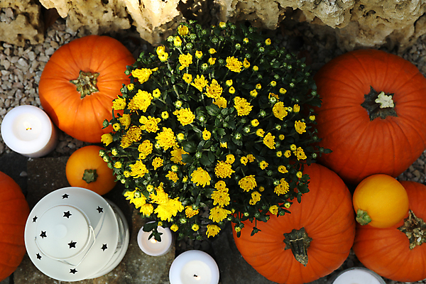 포토 JPG 해외이미지 주간 꽃 초 자연 호박 사람없음 야외 하이앵글 가을 램프 추수감사절 해외포토 자연요소 식물 계절 기독교 뷰포인트 채소 조명 생태계 파일형식