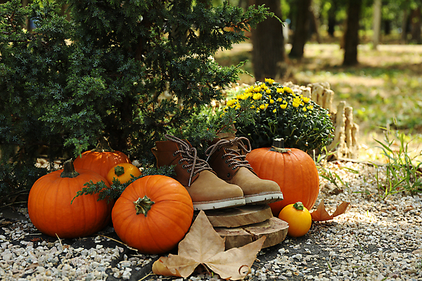 포토 JPG 해외이미지 주간 꽃 낙엽 자연 호박 부츠 사람없음 야외 쌓기 가을 추수감사절 해외포토 자연요소 식물 계절 기독교 신발 잎 채소 모션 생태계 파일형식