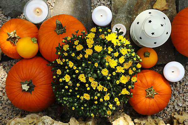 포토 JPG 해외이미지 주간 꽃 초 자연 호박 사람없음 야외 하이앵글 가을 램프 추수감사절 해외포토 자연요소 식물 계절 기독교 뷰포인트 채소 조명 생태계 파일형식