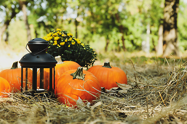 포토 JPG 해외이미지 주간 꽃 낙엽 호박 사람없음 야외 아웃포커스 가을 램프 추수감사절 해외포토 자연요소 식물 계절 기독교 잎 채소 조명 촬영기법 파일형식