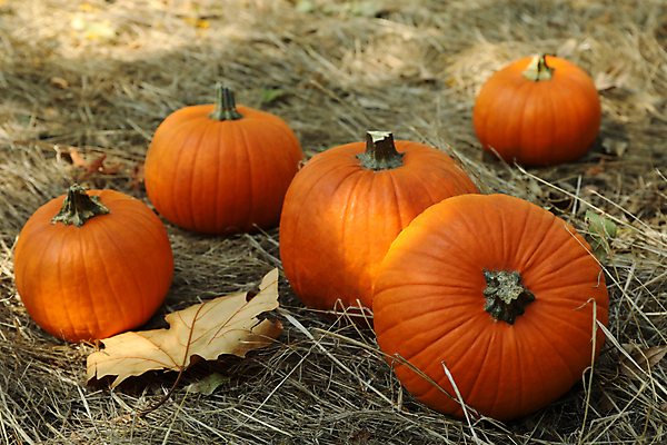 포토 JPG 해외이미지 주간 낙엽 잎 자연 호박 사람없음 야외 가을 추수감사절 해외포토 자연요소 식물 계절 기독교 채소 생태계 파일형식