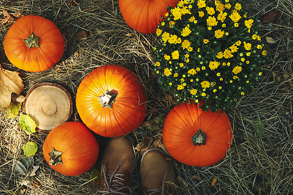 포토 JPG 해외이미지 주간 꽃 호박 부츠 사람없음 야외 하이앵글 가을 추수감사절 해외포토 자연요소 식물 계절 기독교 뷰포인트 신발 채소 파일형식