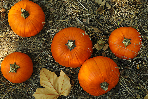 포토 JPG 해외이미지 주간 낙엽 자연 호박 사람없음 야외 하이앵글 가을 추수감사절 해외포토 자연요소 계절 기독교 뷰포인트 잎 채소 생태계 파일형식