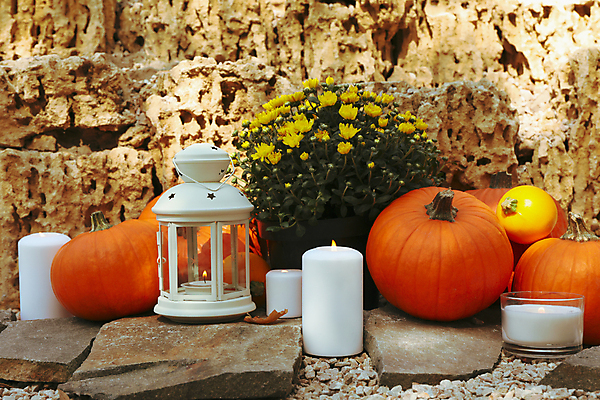 포토 JPG 해외이미지 주간 꽃 잎 초 자연 호박 사람없음 야외 가을 바위 램프 추수감사절 해외포토 자연요소 식물 계절 기독교 채소 조명 돌_바위 생태계 파일형식