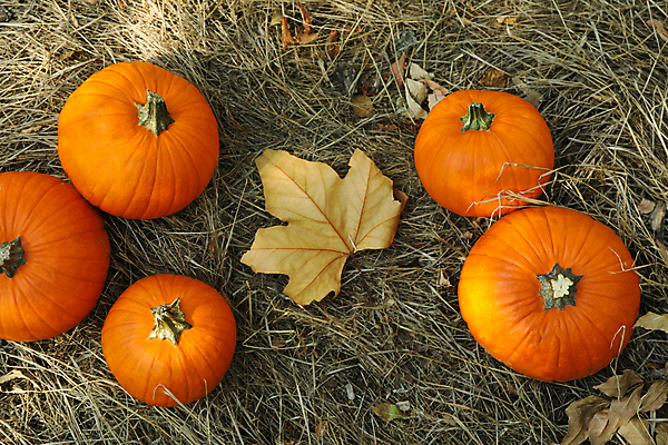 포토 JPG 해외이미지 주간 낙엽 자연 호박 사람없음 야외 하이앵글 가을 추수감사절 해외포토 자연요소 계절 기독교 뷰포인트 잎 채소 생태계 파일형식
