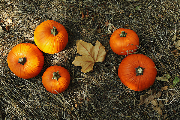포토 JPG 해외이미지 주간 낙엽 호박 사람없음 야외 하이앵글 가을 추수감사절 해외포토 자연요소 계절 기독교 뷰포인트 잎 채소 파일형식