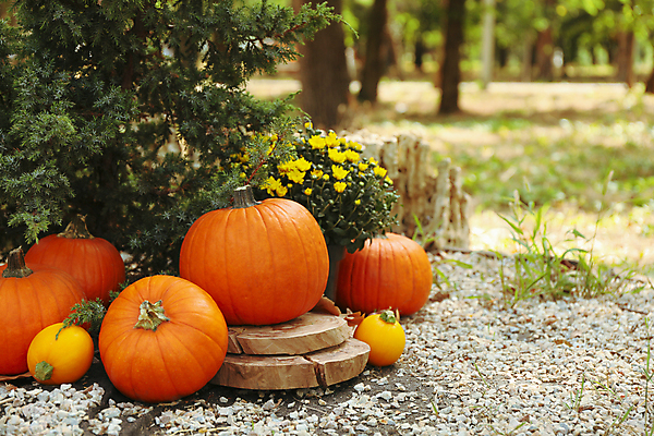 포토 JPG 해외이미지 주간 꽃 잎 자연 호박 사람없음 야외 아웃포커스 가을 추수감사절 해외포토 자연요소 식물 계절 기독교 채소 촬영기법 생태계 파일형식