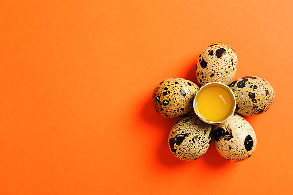 포토 JPG 해외이미지 음식 실내 사람없음 하이앵글 노른자 메추리알 주황색배경 해외포토 뷰포인트 백그라운드 내부 계란 알 주황색 파일형식