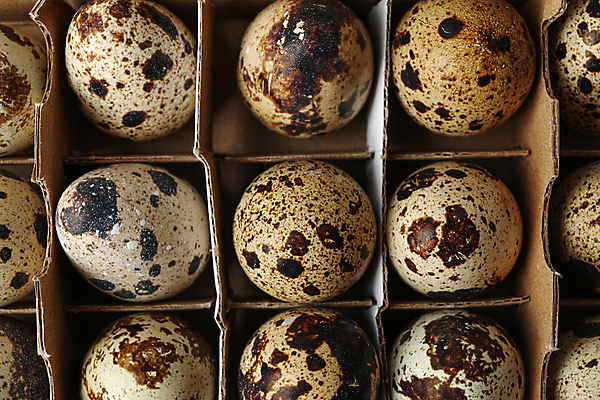 포토 JPG 해외이미지 음식 실내 근접촬영 사람없음 상자 하이앵글 메추리알 계란판 해외포토 뷰포인트 내부 알 파일형식