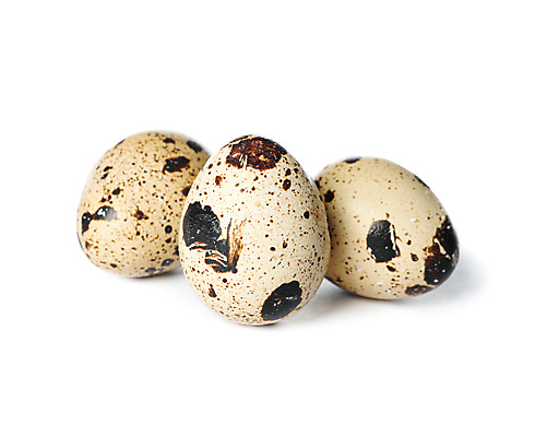 포토 JPG 해외이미지 음식 실내 사람없음 흰배경 메추리알 해외포토 백그라운드 내부 알 흰색 파일형식