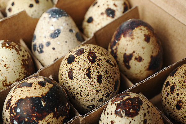 포토 JPG 해외이미지 음식 실내 근접촬영 사람없음 상자 메추리알 계란판 해외포토 뷰포인트 내부 알 파일형식