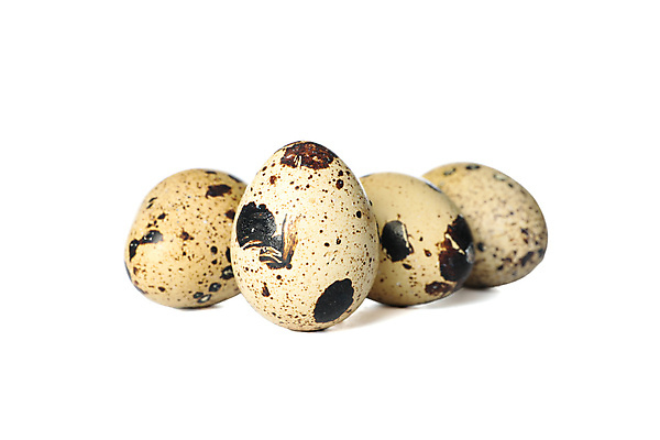 포토 JPG 해외이미지 음식 실내 사람없음 흰배경 메추리알 해외포토 백그라운드 내부 알 흰색 파일형식