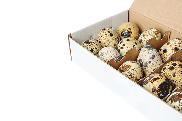 포토 JPG 해외이미지 음식 실내 사람없음 상자 흰배경 담기 메추리알 계란판 해외포토 백그라운드 모션 내부 알 흰색 파일형식