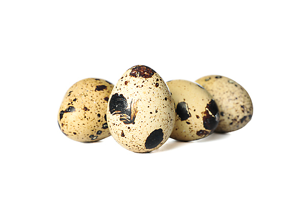 포토 JPG 해외이미지 음식 실내 사람없음 흰배경 메추리알 해외포토 백그라운드 내부 알 흰색 파일형식