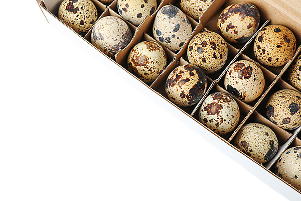 포토 JPG 해외이미지 음식 실내 사람없음 상자 흰배경 메추리알 계란판 해외포토 백그라운드 내부 알 흰색 파일형식