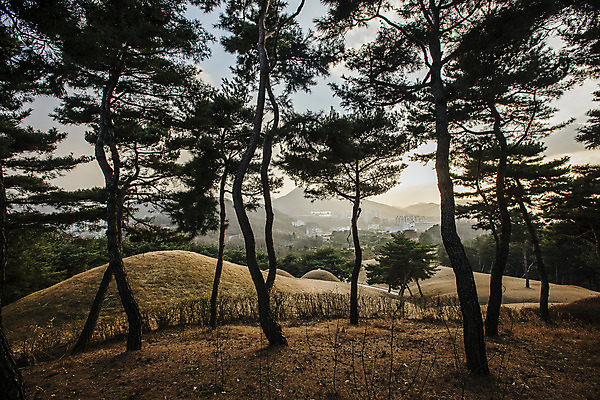 포토 JPG 주간 풍경 사람없음 야외 문화재 소나무 충청남도 공주 고분 무령왕릉 송산리고분군 국내포토 자연요소 나무 세계문화유산 무덤 공주_충청남도 충청도 왕릉 파일형식