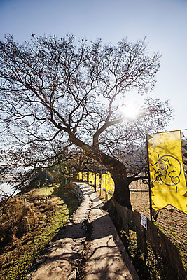 포토 JPG 주간 나무 유적지 풍경 사람없음 야외 햇빛 깃발 충청남도 공주 성곽길 백제역사유적지구 공산성 국내포토 자연요소 식물 길 고건축 태양 세계문화유산 공주_충청남도 충청도 파일형식