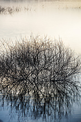 포토 JPG 주간 풍경 사람없음 야외 반사 나뭇가지 대전 대청호 국내포토 자연요소 나무 호수 한국 청주 파일형식