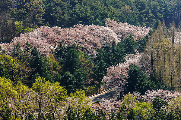포토 JPG 주간 나무 풍경 사람없음 야외 벚나무 숲 충청남도 영동 국내포토 자연요소 식물 벚꽃 충청도 충청북도 파일형식