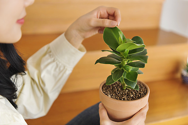 포토 JPG 우먼라이프 여자 화분 화초 실내 한명 들기 앉기 상반신 20대 성인 취미 옆모습 아웃포커스 계단 만지기 한국인 힐링 싱글라이프 성인여자한명만 국내포토 식물 1 라이프스타일 뷰포인트 모션 촬영기법 사람 동양인 청년 내부 여자한명만 성인여자만 파일형식