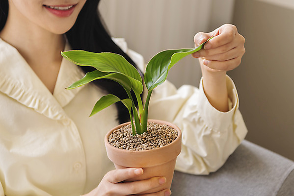 포토 JPG 우먼라이프 여자 화분 화초 실내 한명 미소 들기 앉기 상반신 20대 성인 취미 앞모습 소파 만지기 한국인 힐링 싱글라이프 성인여자한명만 국내포토 식물 1 라이프스타일 뷰포인트 의자 모션 표정 사람 동양인 청년 내부 여자한명만 성인여자만 파일형식