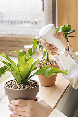 포토 JPG 주간 우먼라이프 손 화분 화초 창문 실내 들기 취미 신체부위 물주기 힐링 분무기 물뿌리기 싱글라이프 국내포토 자연요소 식물 라이프스타일 모션 사람 내부 파일형식