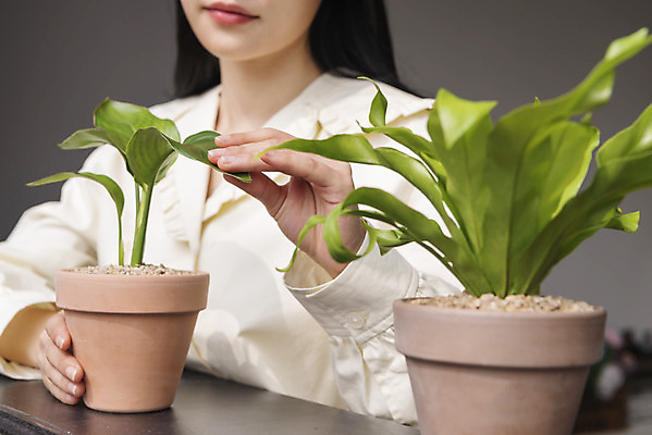 포토 JPG 우먼라이프 여자 화분 화초 실내 한명 상반신 20대 성인 취미 앞모습 아웃포커스 만지기 한국인 힐링 싱글라이프 성인여자한명만 국내포토 식물 1 라이프스타일 뷰포인트 모션 촬영기법 사람 동양인 청년 내부 여자한명만 성인여자만 파일형식