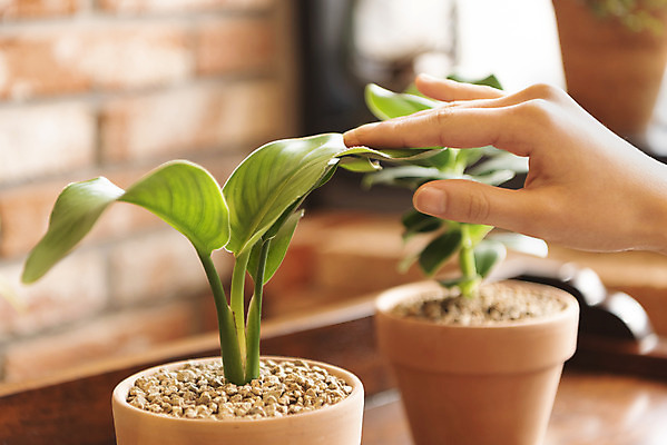 포토 JPG 우먼라이프 손 화분 화초 실내 취미 아웃포커스 신체부위 힐링 싱글라이프 쓰다듬기 국내포토 식물 라이프스타일 모션 촬영기법 사람 내부 파일형식