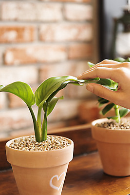 포토 JPG 우먼라이프 손 화분 화초 실내 취미 아웃포커스 신체부위 만지기 하트 힐링 싱글라이프 국내포토 모양 식물 라이프스타일 모션 촬영기법 사람 내부 파일형식