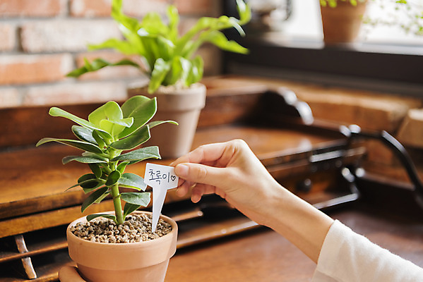 포토 JPG 우먼라이프 손 화분 화초 실내 취미 아웃포커스 신체부위 이름 힐링 꽂음 네임텍 싱글라이프 국내포토 식물 라이프스타일 촬영기법 사람 내부 파일형식