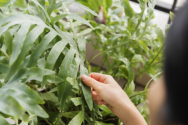 포토 JPG 우먼라이프 손 여자 화분 화초 실내 한명 상반신 20대 성인 취미 옆모습 물뿌리개 만지기 한국인 소프트포커스 물주기 힐링 싱글라이프 성인여자한명만 국내포토 식물 1 라이프스타일 뷰포인트 모션 촬영기법 사람 동양인 청년 내부 신체부위 여자한명만 성인여자만 파일형식
