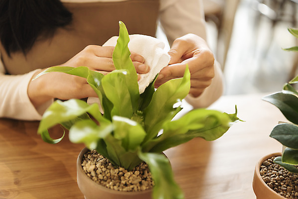 포토 JPG 우먼라이프 여자 화분 화초 실내 한명 상반신 20대 성인 취미 앞모습 아웃포커스 한국인 천 힐링 닦기 싱글라이프 성인여자한명만 국내포토 식물 1 라이프스타일 뷰포인트 모션 촬영기법 사람 동양인 청년 내부 직물 여자한명만 성인여자만 파일형식