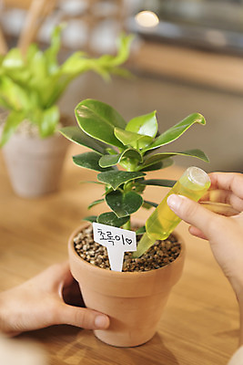 포토 JPG 우먼라이프 손 화분 화초 실내 들기 취미 아웃포커스 신체부위 힐링 네임텍 영양제 싱글라이프 국내포토 식물 라이프스타일 모션 촬영기법 사람 내부 약 파일형식