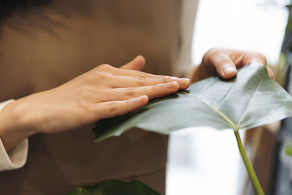 포토 JPG 우먼라이프 손 여자 화초 잎 실내 한명 상반신 20대 성인 취미 앞모습 아웃포커스 한국인 힐링 싱글라이프 성인여자한명만 쓰다듬기 국내포토 식물 1 라이프스타일 뷰포인트 모션 촬영기법 사람 동양인 청년 내부 신체부위 여자한명만 성인여자만 파일형식