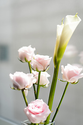 포토 JPG 주간 실내 근접촬영 사람없음 아웃포커스 햇빛 장미 창가 카라 국내포토 자연요소 꽃 뷰포인트 창문 촬영기법 내부 태양 파일형식