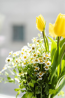 포토 JPG 주간 실내 근접촬영 사람없음 아웃포커스 햇빛 튤립 창가 국내포토 자연요소 꽃 뷰포인트 창문 촬영기법 내부 태양 파일형식