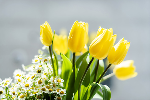 포토 JPG 주간 실내 근접촬영 사람없음 아웃포커스 햇빛 튤립 창가 국내포토 자연요소 꽃 뷰포인트 창문 촬영기법 내부 태양 파일형식