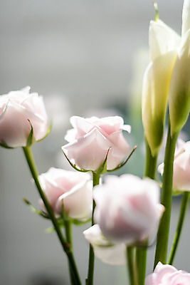 포토 JPG 주간 실내 근접촬영 사람없음 아웃포커스 햇빛 장미 창가 카라 국내포토 자연요소 꽃 뷰포인트 창문 촬영기법 내부 태양 파일형식