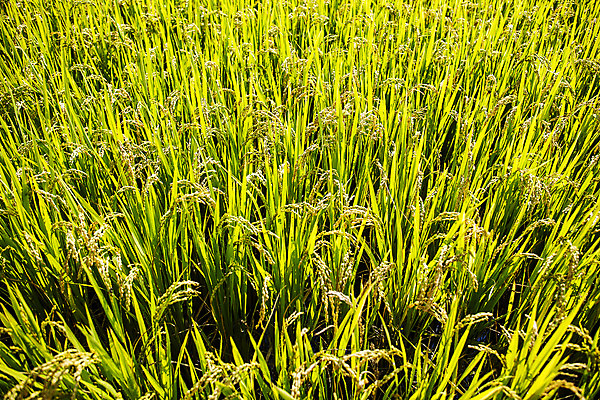 포토 JPG 주간 밭 논 사람없음 야외 벼 전라남도 담양 국내포토 자연요소 농업 곡류 전라도 파일형식