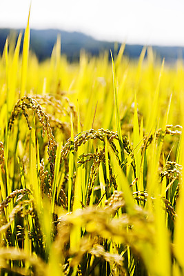 포토 JPG 주간 밭 논 사람없음 야외 아웃포커스 벼 소프트포커스 전라남도 담양 국내포토 자연요소 농업 곡류 촬영기법 전라도 파일형식