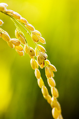 포토 JPG 주간 근접촬영 사람없음 야외 아웃포커스 벼 전라남도 담양 국내포토 자연요소 뷰포인트 곡류 촬영기법 전라도 파일형식