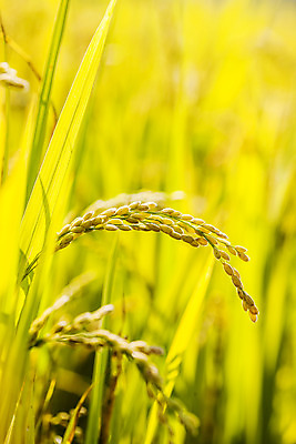 포토 JPG 주간 밭 사람없음 야외 아웃포커스 벼 전라남도 담양 국내포토 자연요소 농업 곡류 촬영기법 전라도 파일형식