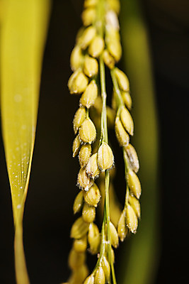 포토 JPG 주간 근접촬영 사람없음 야외 아웃포커스 벼 전라남도 담양 국내포토 자연요소 뷰포인트 곡류 촬영기법 전라도 파일형식