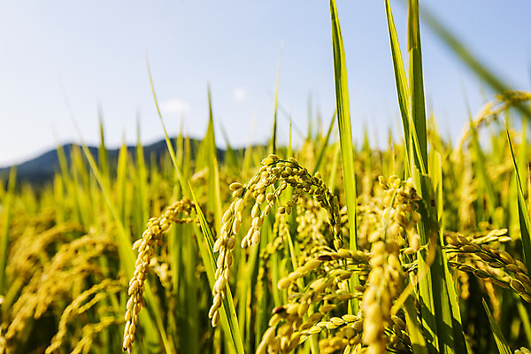포토 JPG 주간 밭 논 사람없음 야외 아웃포커스 벼 전라남도 담양 국내포토 자연요소 농업 곡류 촬영기법 전라도 파일형식