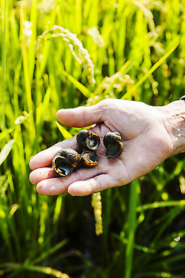 포토 JPG 주간 손 밭 논 들기 야외 아웃포커스 신체부위 전라남도 다슬기 담양 국내포토 자연요소 농업 모션 어패류 촬영기법 사람 전라도 파일형식